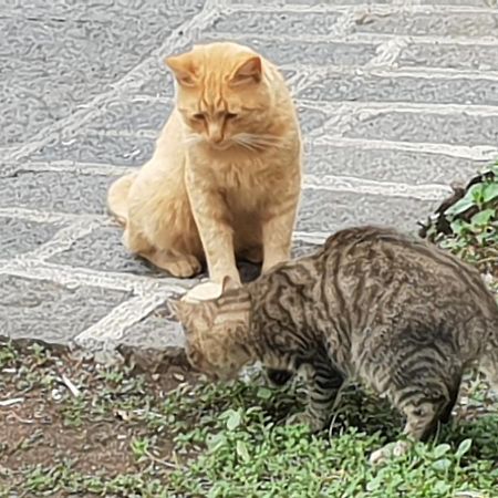 Alle Pendici Dell'Etna Ragalna Buitenkant foto