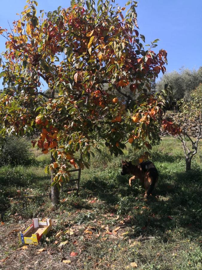 Alle Pendici Dell'Etna Ragalna Buitenkant foto