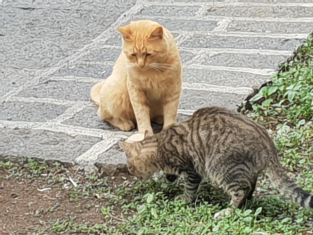 Alle Pendici Dell'Etna Ragalna Buitenkant foto
